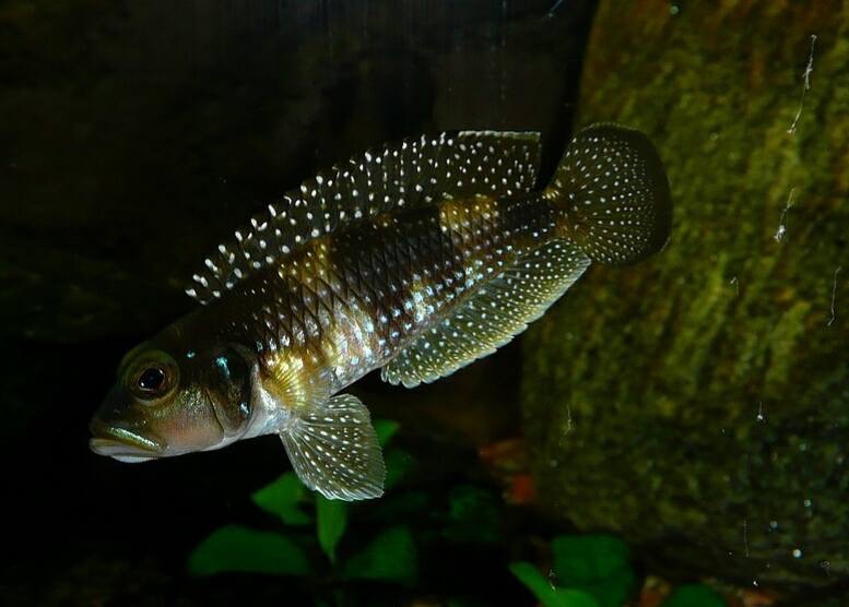 Lamprologus meleagris
